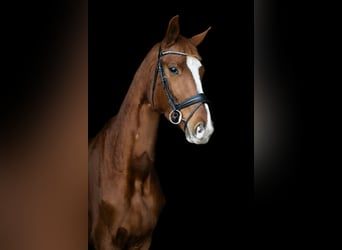 Rheinländer, Stute, 5 Jahre, 175 cm