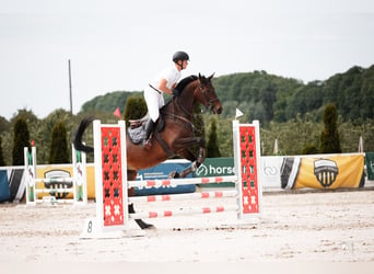Rheinländer, Stute, 5 Jahre, 178 cm, Rotbrauner