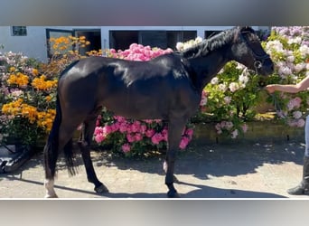 Rheinländer, Stute, 6 Jahre, 167 cm, Schwarzbrauner