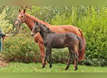 Rheinländer, Stute, 6 Jahre, 168 cm