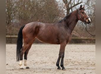 Rheinländer, Stute, 7 Jahre, 160 cm, Brauner