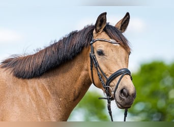 Rheinländer, Stute, 7 Jahre, 162 cm, Buckskin