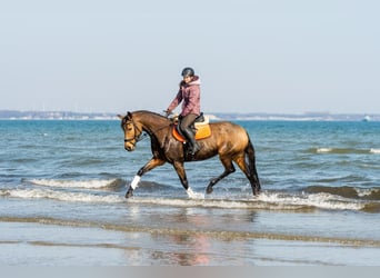 Rheinländer, Stute, 7 Jahre, 162 cm, Buckskin