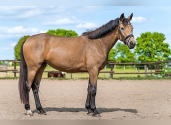 Rheinländer, Stute, 7 Jahre, 162 cm, Buckskin