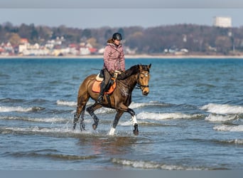 Rheinländer, Stute, 7 Jahre, 162 cm, Buckskin