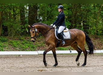 Rheinländer, Stute, 7 Jahre, 162 cm, Buckskin