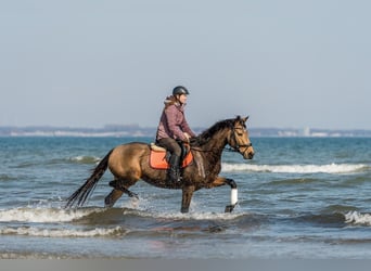 Rheinländer, Stute, 7 Jahre, 162 cm, Buckskin