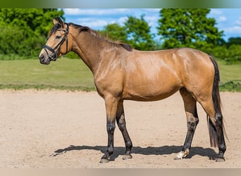 Rheinländer, Stute, 7 Jahre, 162 cm, Buckskin