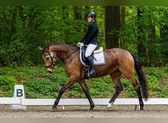 Rheinländer, Stute, 7 Jahre, 162 cm, Buckskin