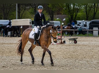 Rheinländer, Stute, 7 Jahre, 162 cm, Buckskin