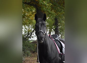 Rheinländer, Stute, 7 Jahre, 165 cm, Rappe