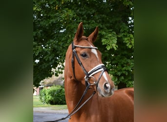 Rheinländer, Stute, 7 Jahre, 167 cm, Fuchs