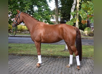 Rheinländer, Stute, 7 Jahre, 167 cm, Fuchs