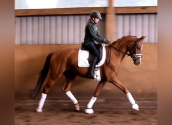 Rheinländer, Stute, 7 Jahre, 167 cm, Fuchs