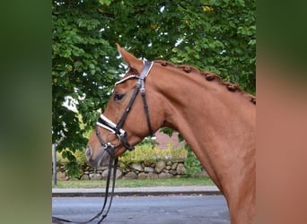 Rheinländer, Stute, 7 Jahre, 167 cm, Fuchs
