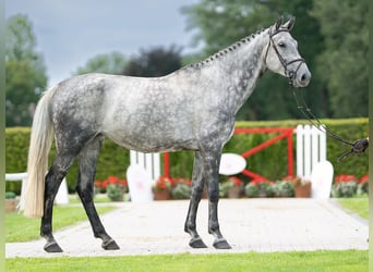 Rheinländer, Stute, 7 Jahre, 173 cm, Schimmel