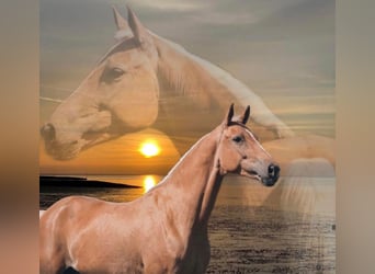 Rheinländer, Stute, 8 Jahre, 164 cm, Palomino