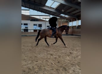 Rheinländer, Stute, 8 Jahre, 165 cm, Brauner