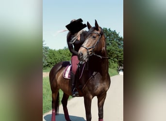 Rheinländer, Stute, 8 Jahre, 165 cm, Dunkelbrauner