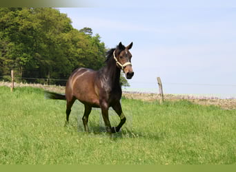 Rheinländer, Stute, 8 Jahre, 165 cm, Dunkelbrauner