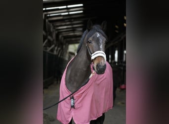 Rheinländer, Stute, 8 Jahre, 165 cm, Dunkelbrauner