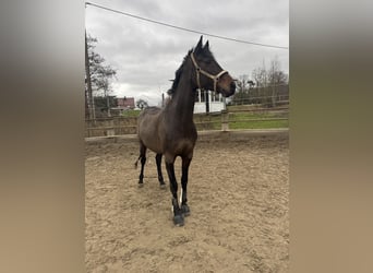 Rheinländer, Stute, 8 Jahre, 167 cm, Brauner