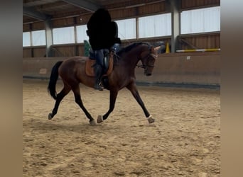 Rheinländer, Stute, 8 Jahre, 167 cm, Brauner