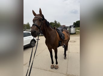 Rheinländer, Stute, 8 Jahre, 167 cm, Brauner