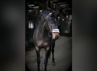 Rheinländer, Stute, 8 Jahre, 167 cm, Brauner