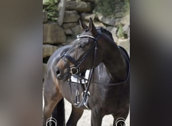 Rheinländer, Stute, 8 Jahre, 168 cm, Dunkelbrauner