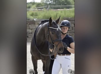 Rheinländer, Stute, 8 Jahre, 168 cm, Dunkelbrauner