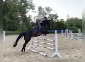 Rheinländer, Stute, 8 Jahre, 168 cm, Dunkelbrauner
