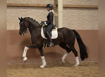 Rheinländer, Stute, 8 Jahre, 168 cm, Dunkelfuchs