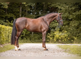 Rheinländer, Stute, 8 Jahre, 168 cm, Dunkelfuchs