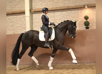 Rheinländer, Stute, 8 Jahre, 168 cm, Dunkelfuchs