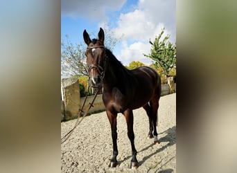 Rheinländer, Stute, 8 Jahre, 170 cm, Brauner