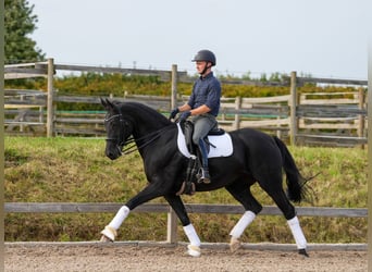 Rheinländer, Stute, 9 Jahre, 165 cm