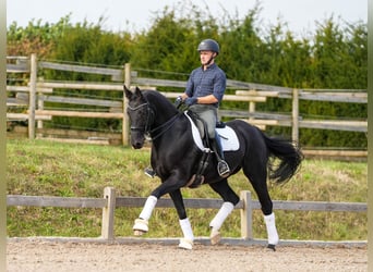 Rheinländer, Stute, 9 Jahre, 165 cm