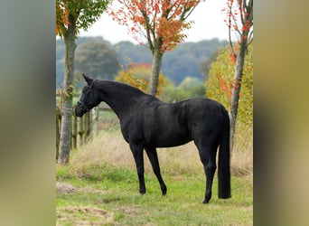 Rheinländer, Stute, 9 Jahre, 165 cm