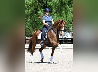 Rheinländer, Stute, 9 Jahre, 168 cm, Fuchs