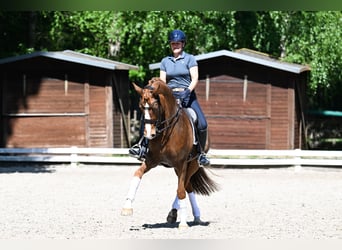 Rheinländer, Stute, 9 Jahre, 168 cm, Fuchs