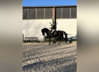 Rheinländer, Stute, 9 Jahre, 168 cm, Rappe