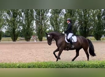 Rheinländer, Stute, 9 Jahre, 168 cm, Rappe