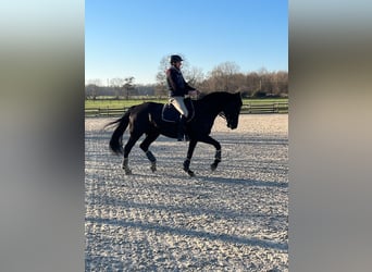 Rheinländer, Stute, 9 Jahre, 168 cm, Rappe
