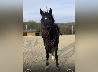 Rheinländer, Stute, 9 Jahre, 169 cm