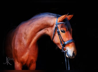 Rheinländer, Stute, 9 Jahre, 170 cm, Brauner