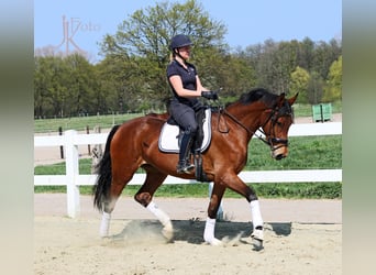 Rheinländer, Stute, 9 Jahre, 170 cm, Brauner