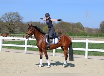 Rheinländer, Stute, 9 Jahre, 170 cm, Brauner