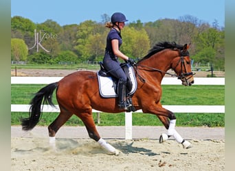 Rheinländer, Stute, 9 Jahre, 170 cm, Brauner