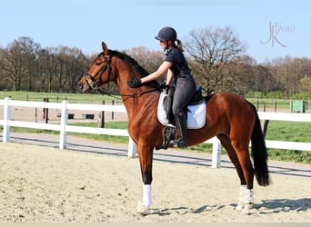 Rheinländer, Stute, 9 Jahre, 170 cm, Brauner